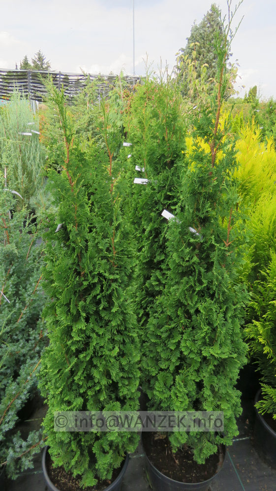 Thuja occidentalis DeGroots Spire 150cm.JPG